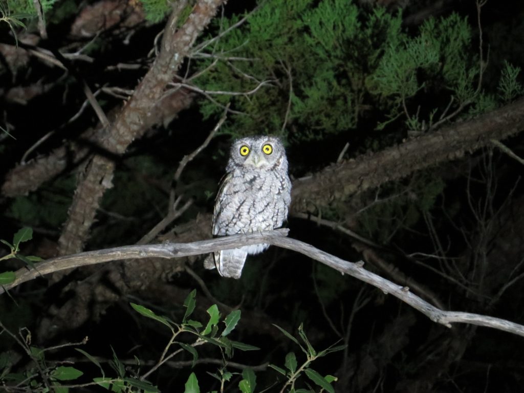 Whiskered Screech-Owl