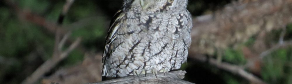 Whiskered Screech-Owl