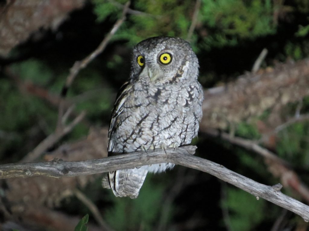 Whiskered Screech-Owl