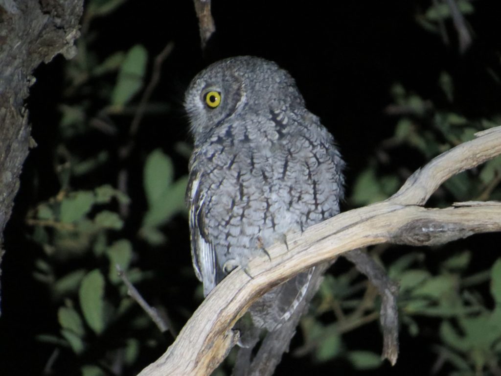 Whiskered Screech-Owl