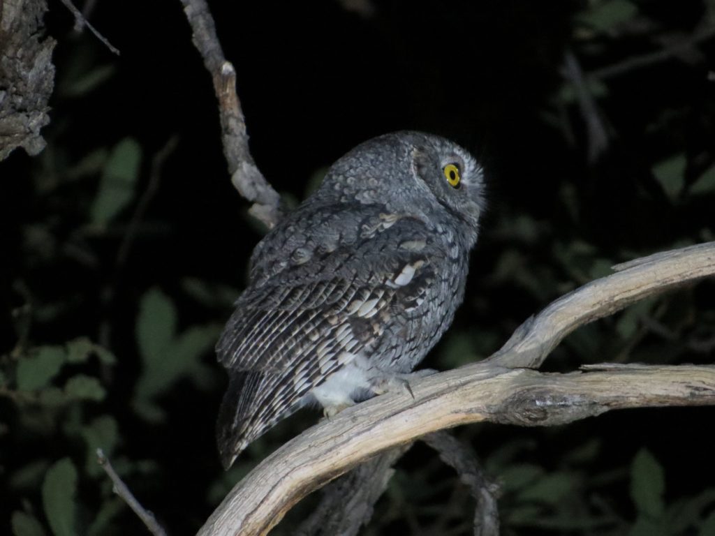 Whiskered Screech-Owl