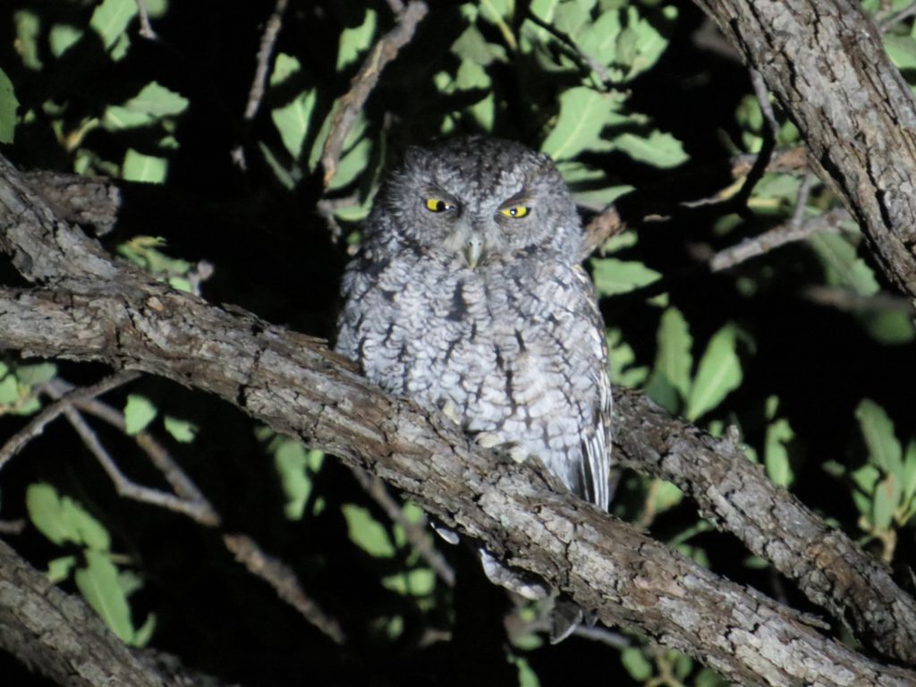 Whiskered Screech-Owl