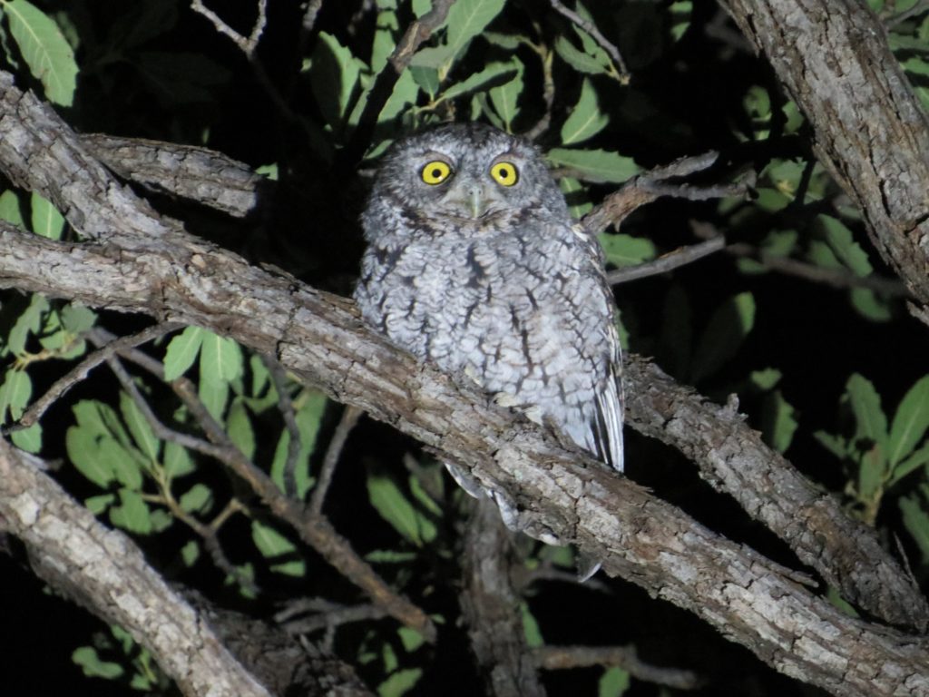 Whiskered Screech-Owl