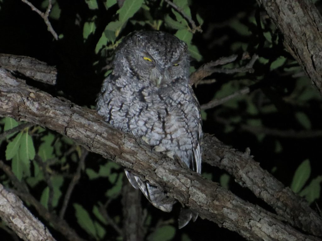 Whiskered Screech-Owl