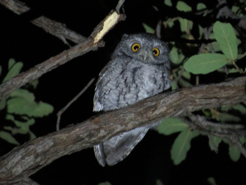 Whiskered Screech-Owl