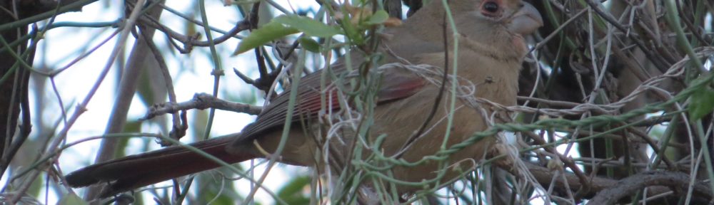 Pyrrhuloxia