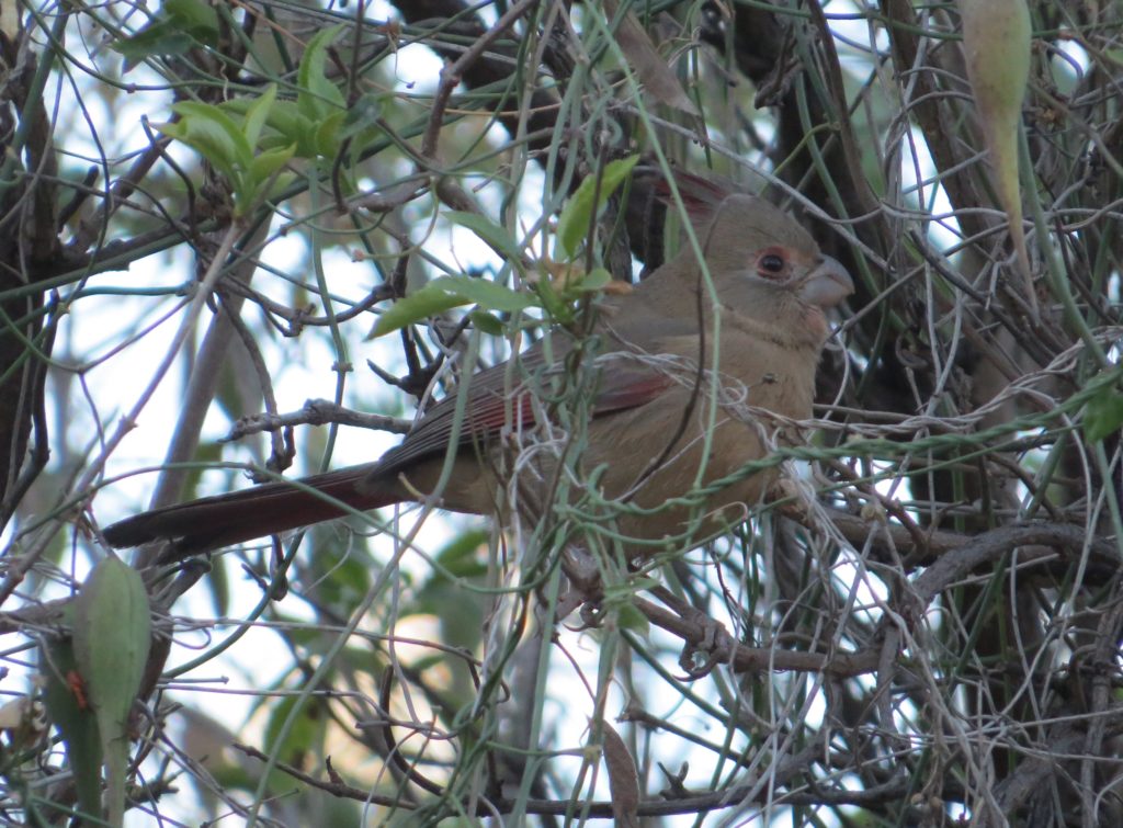 Pyrrhuloxia