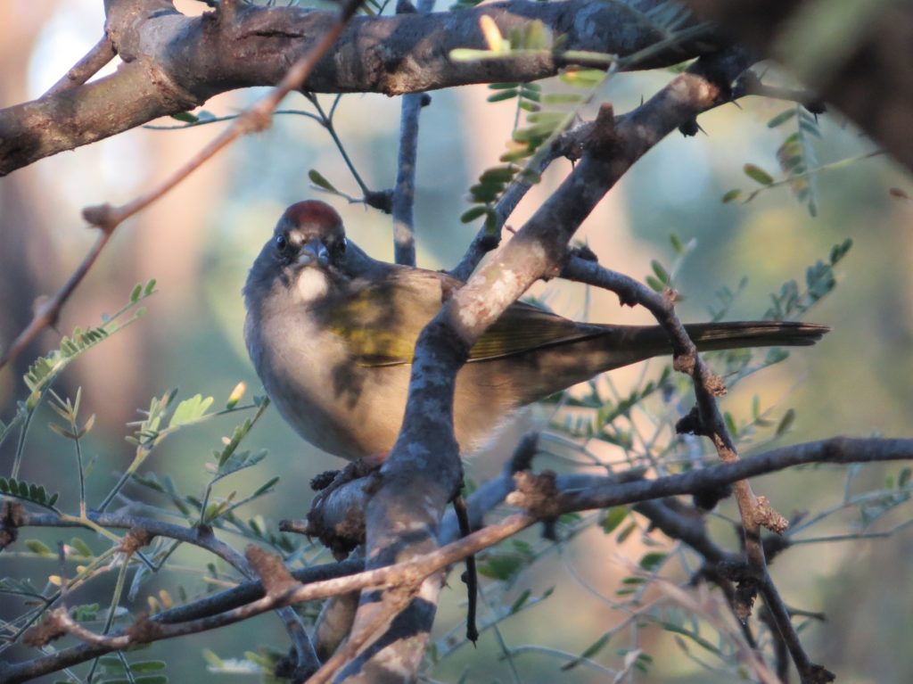 Green-tailed Towhee