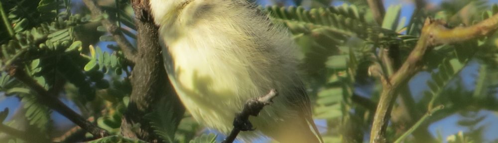 Gray Flycatcher