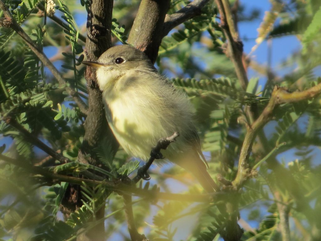 Gray Flycatcher