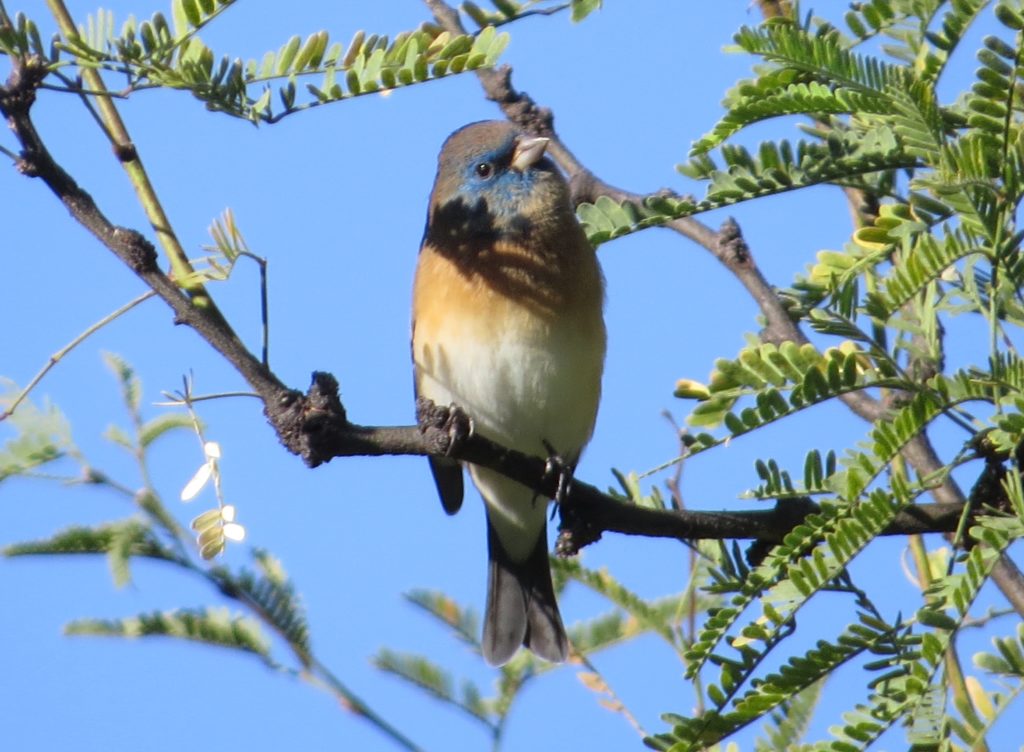 Lazuli Bunting