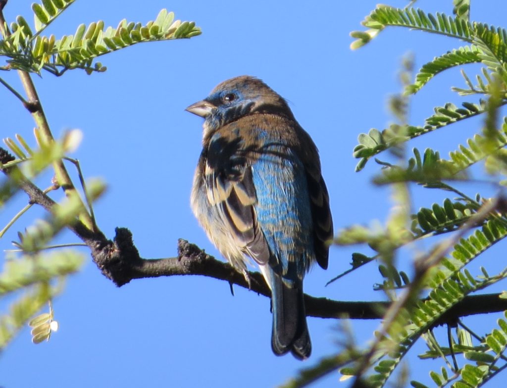 Lazuli Bunting