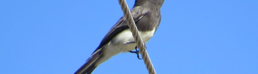 Black Phoebe