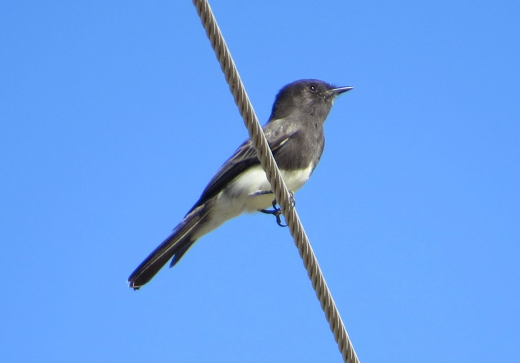 Black Phoebe