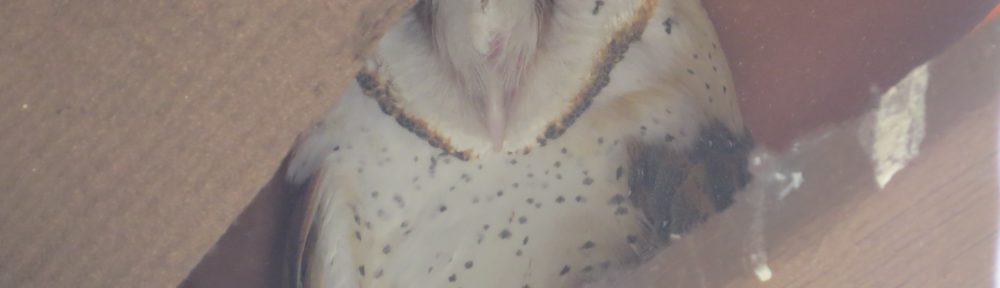 Barn Owl