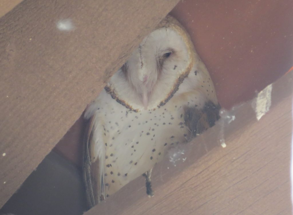 Barn Owl