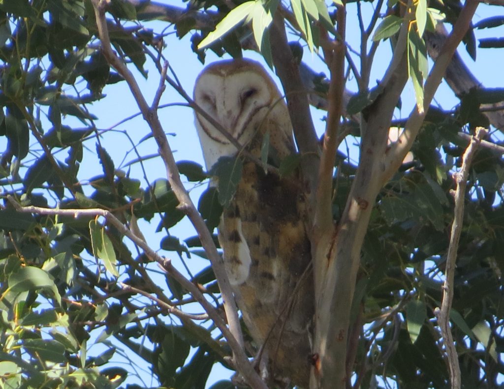 Barn Owl