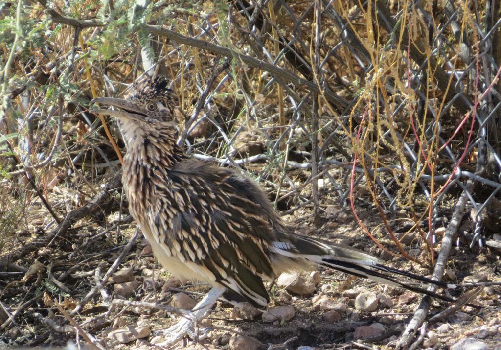 Greater Roadrunner