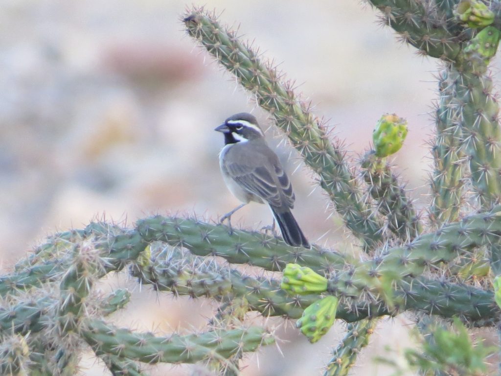 Black-throated Sparrow