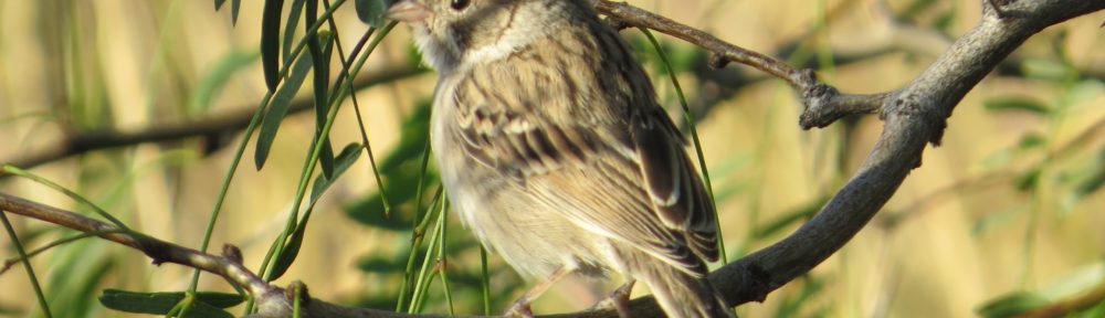 Brewer's Sparrow