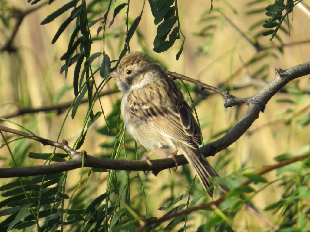 Brewer's Sparrow