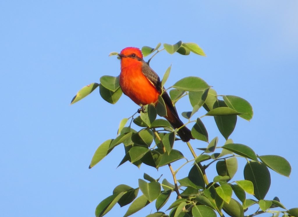 Vermilion Flycatcher