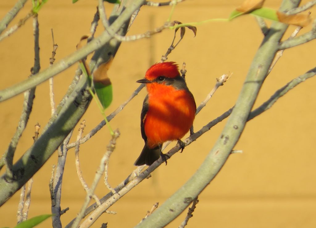 Vermilion Flycatcher