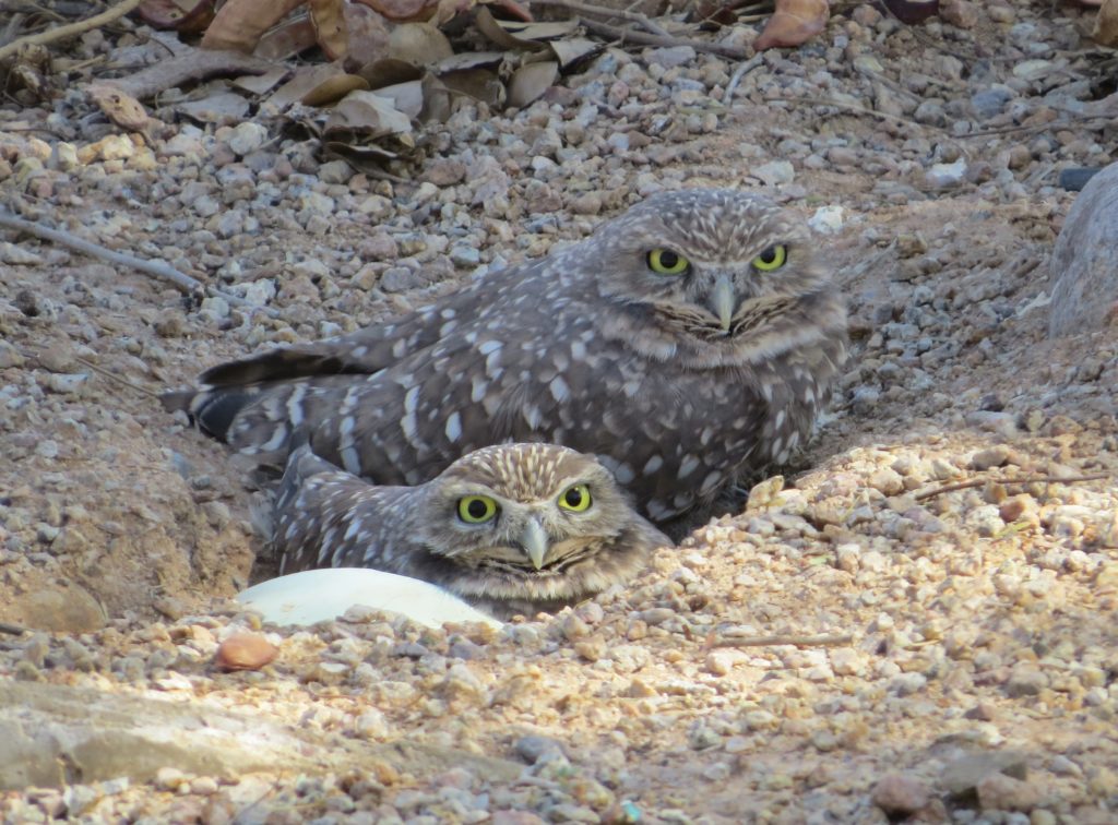 Burrowing Owl