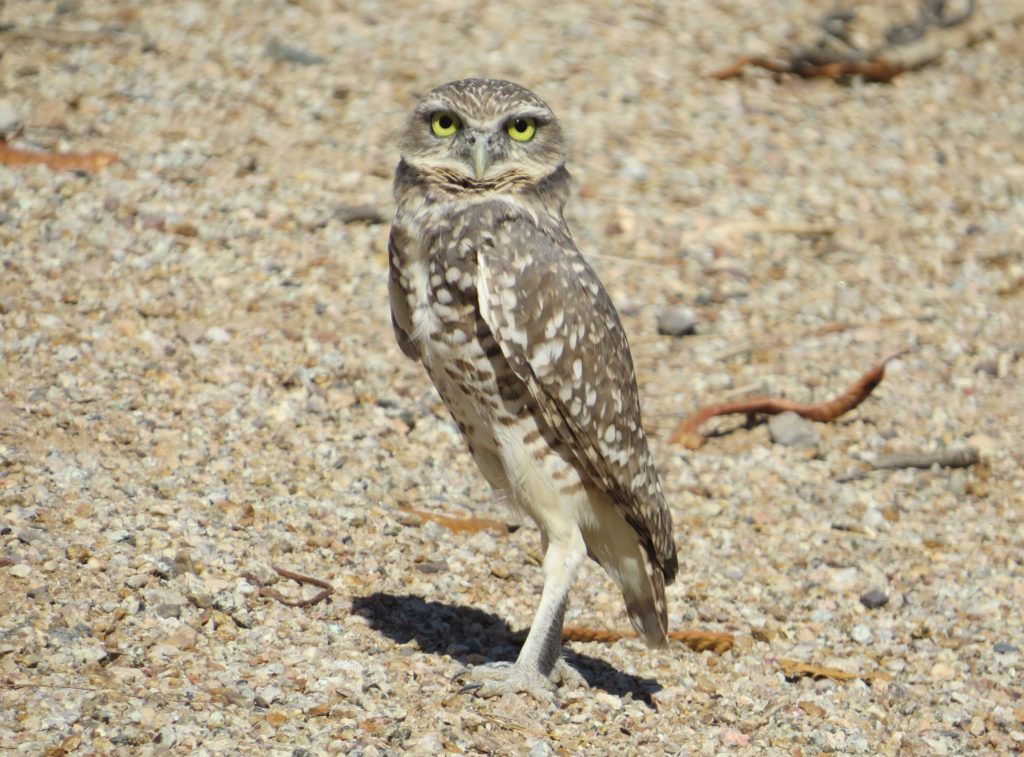 Burrowing Owl