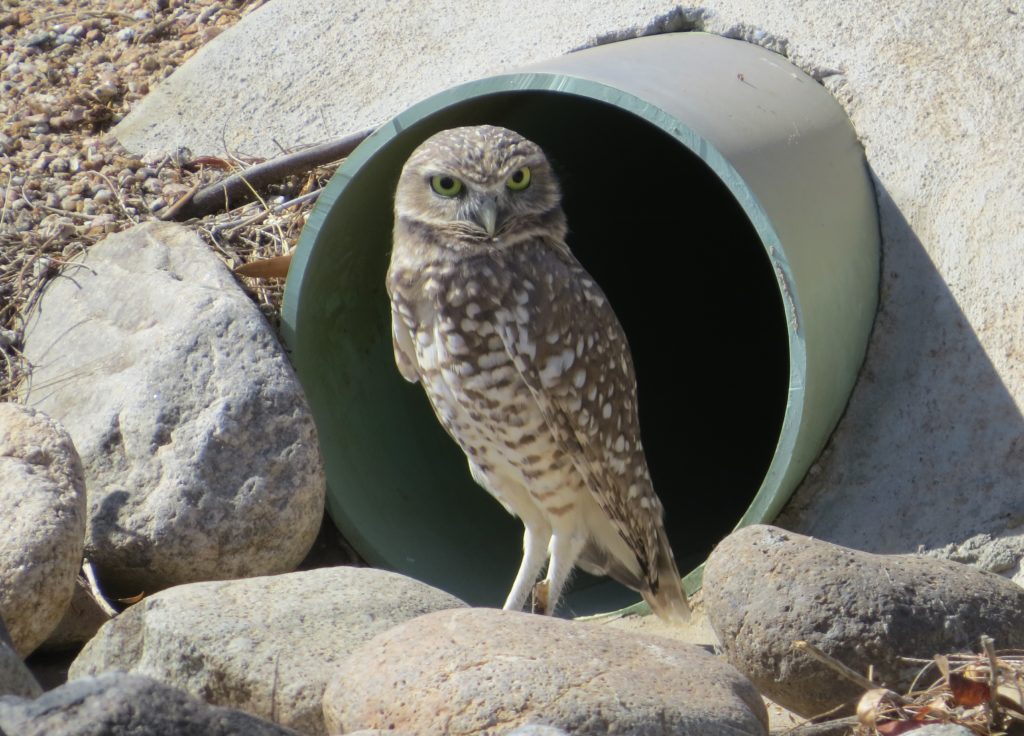 Burrowing Owl