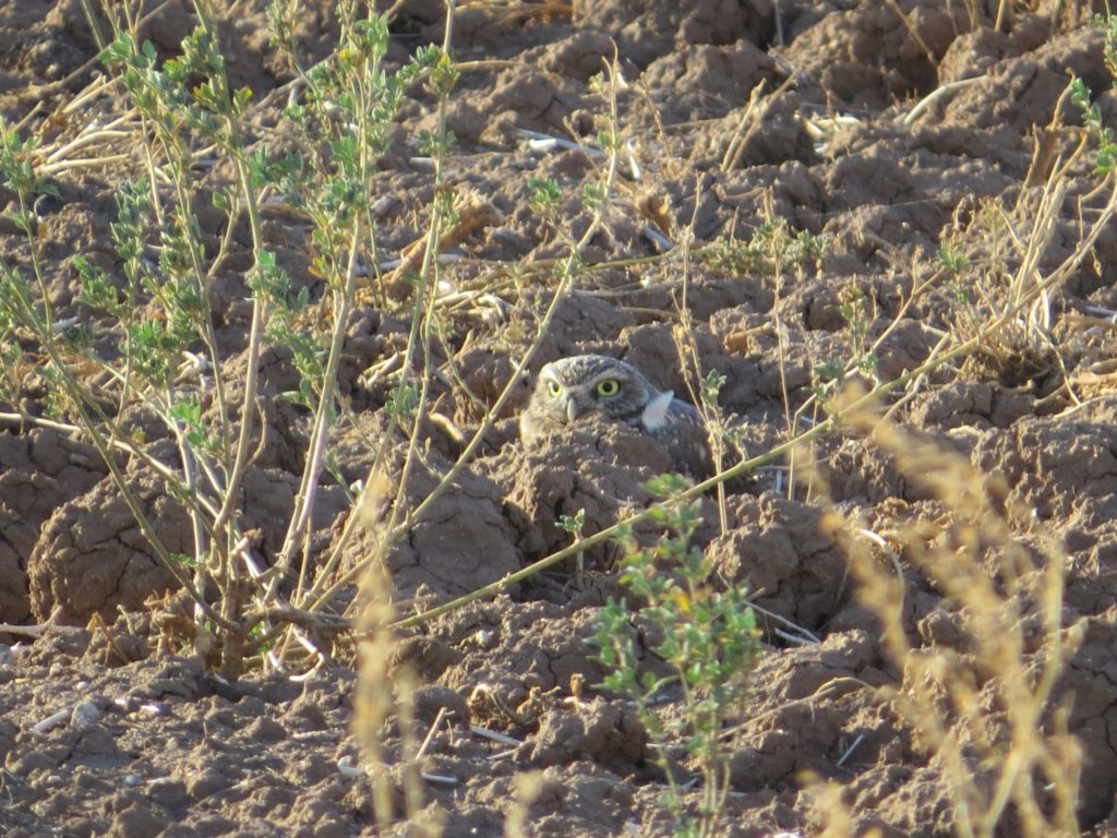 Burrowing Owl