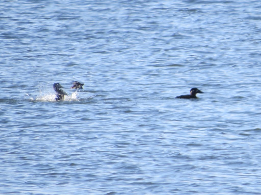 Surf Scoter