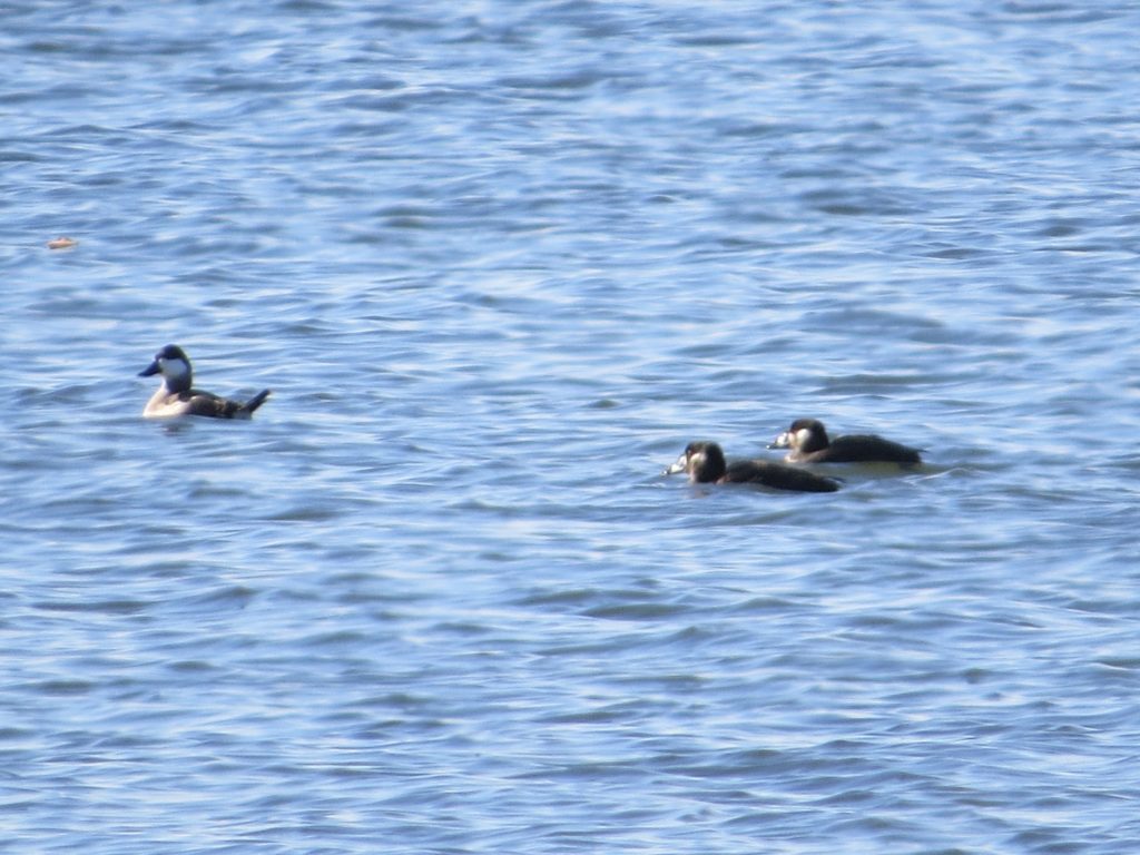 Surf Scoter