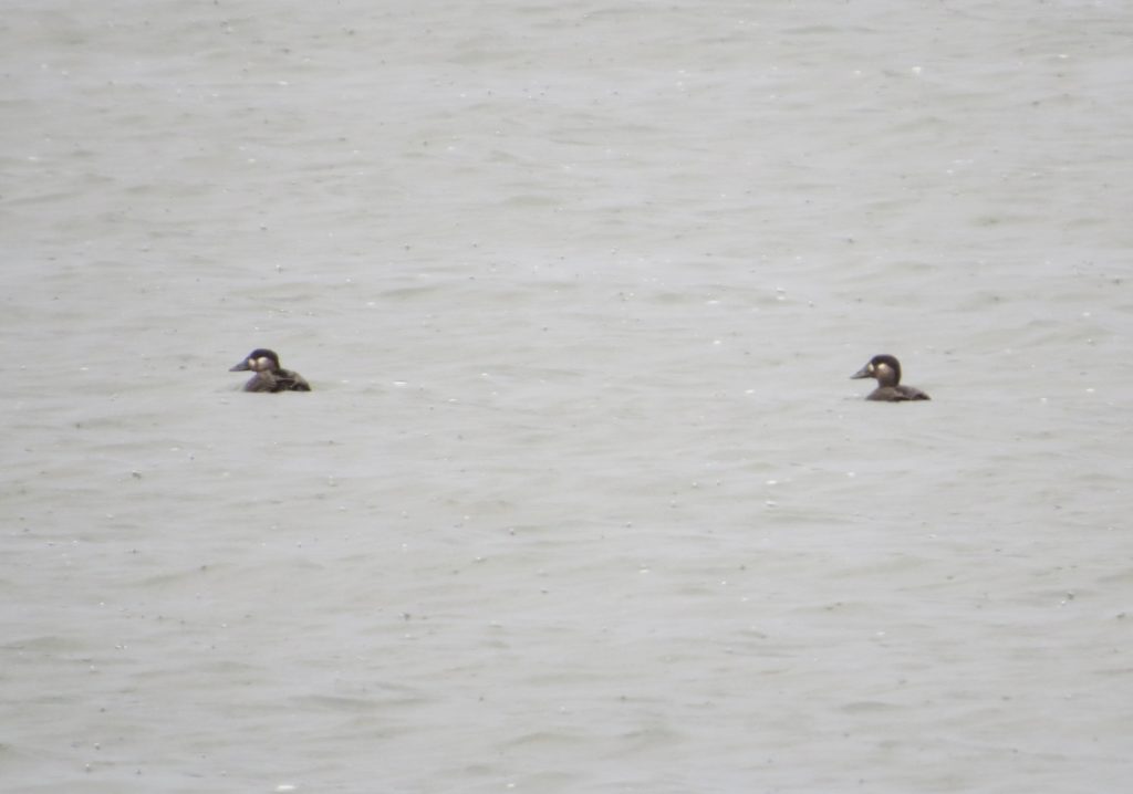 Surf Scoter