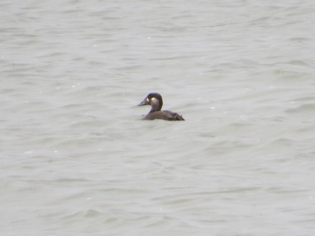 Surf Scoter