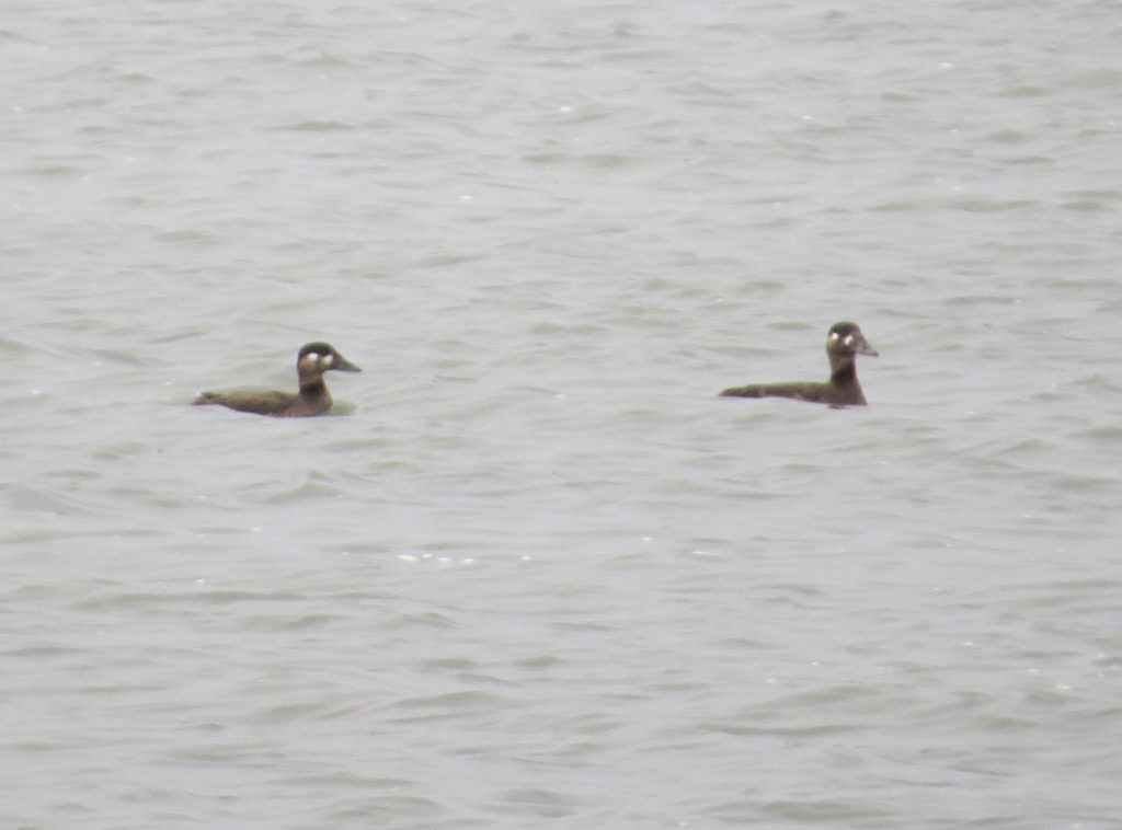 Surf Scoter