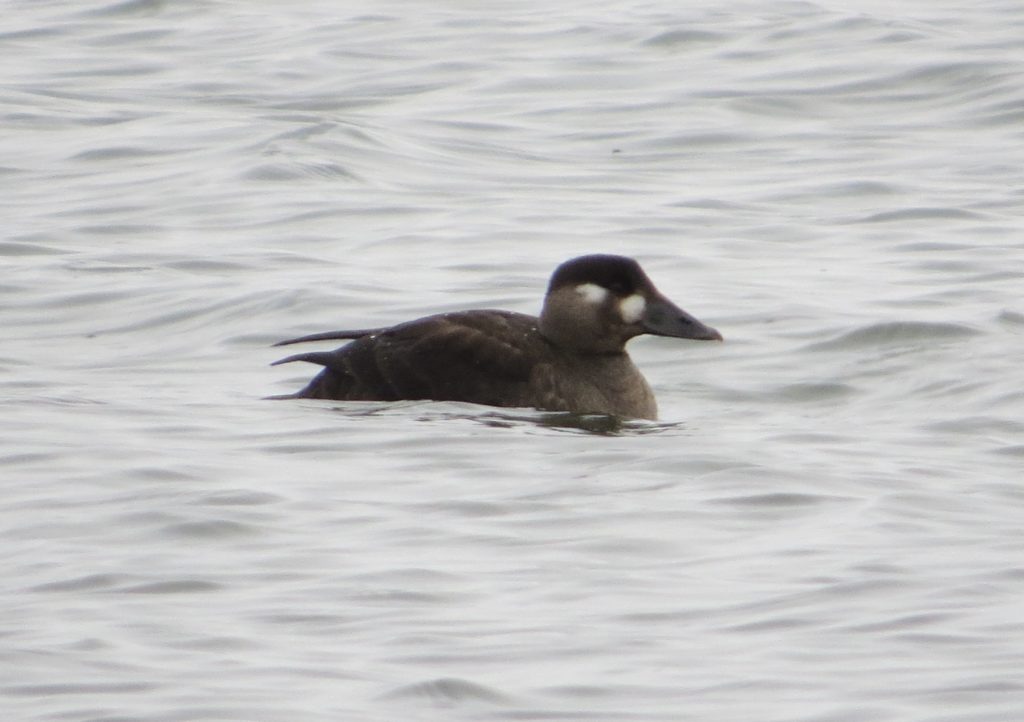 Surf Scoter