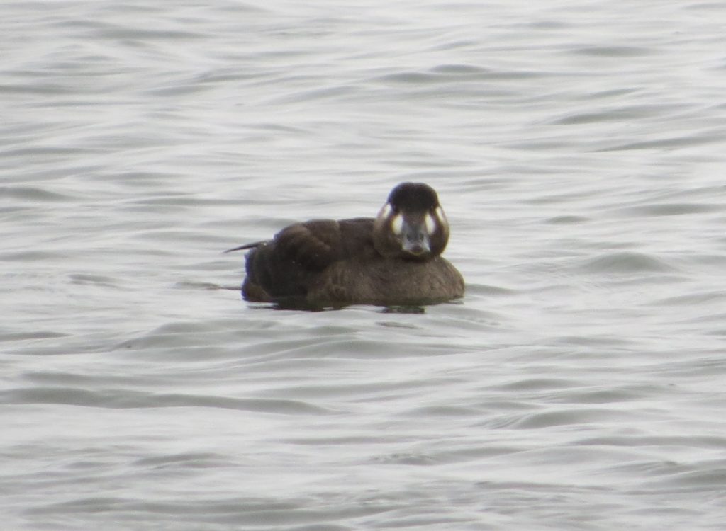 Surf Scoter