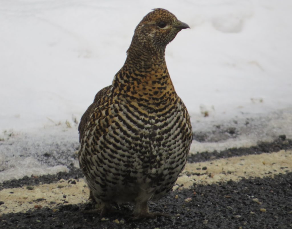 Spruce Grouse