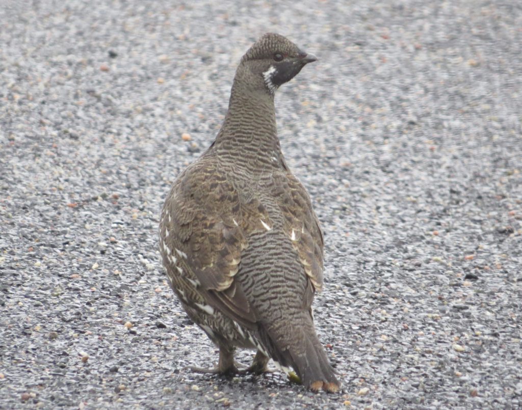 Spruce Grouse