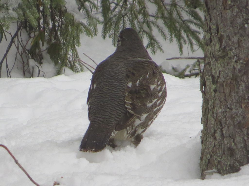 Spruce Grouse