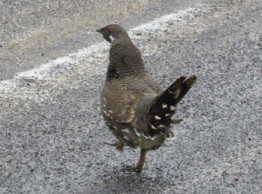 Spruce Grouse