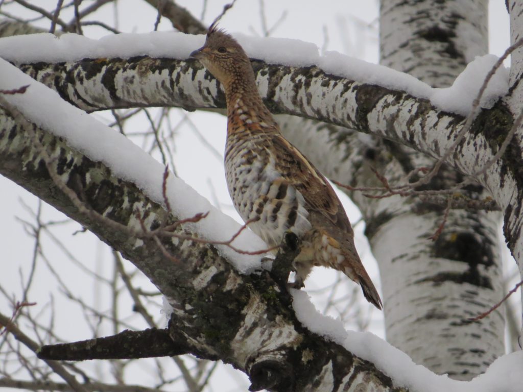 Ruffed Grouse