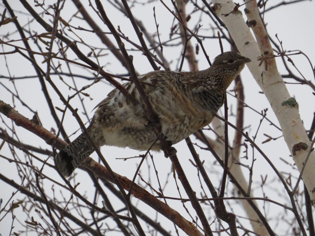 Ruffed Grouse