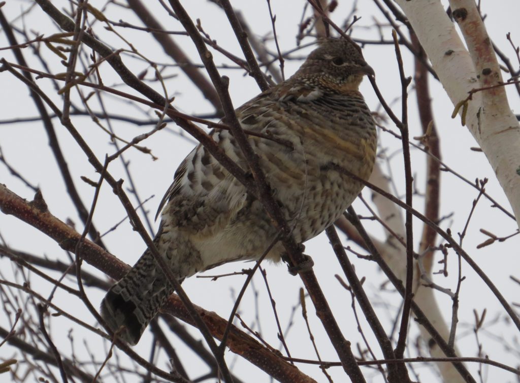 Ruffed Grouse