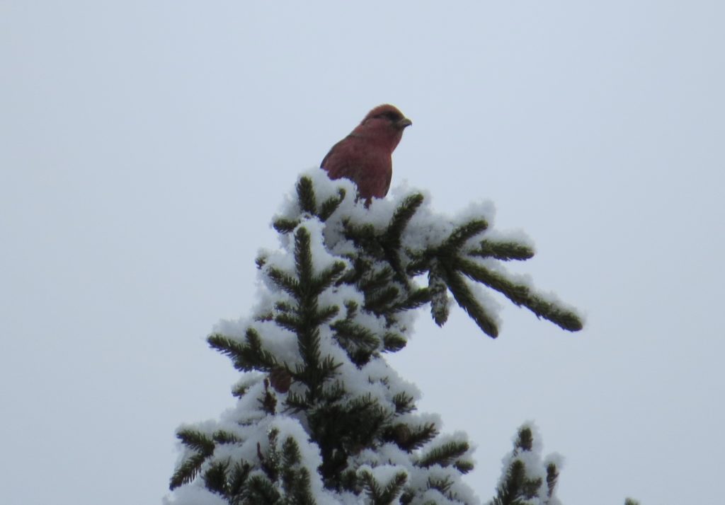 White-winged Crossbill