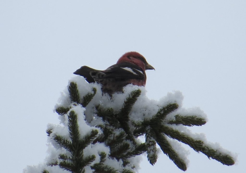 White-winged Crossbill