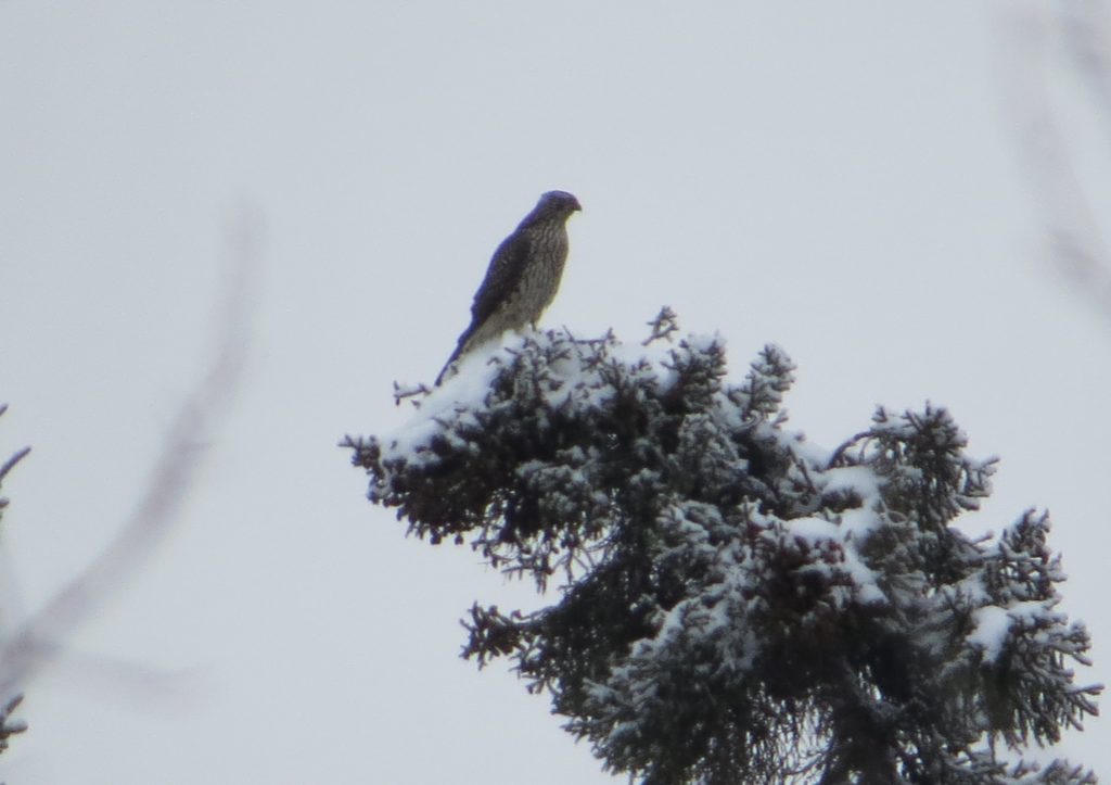 Northern Goshawk