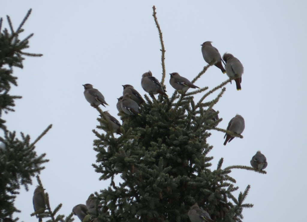 Bohemian Waxwing