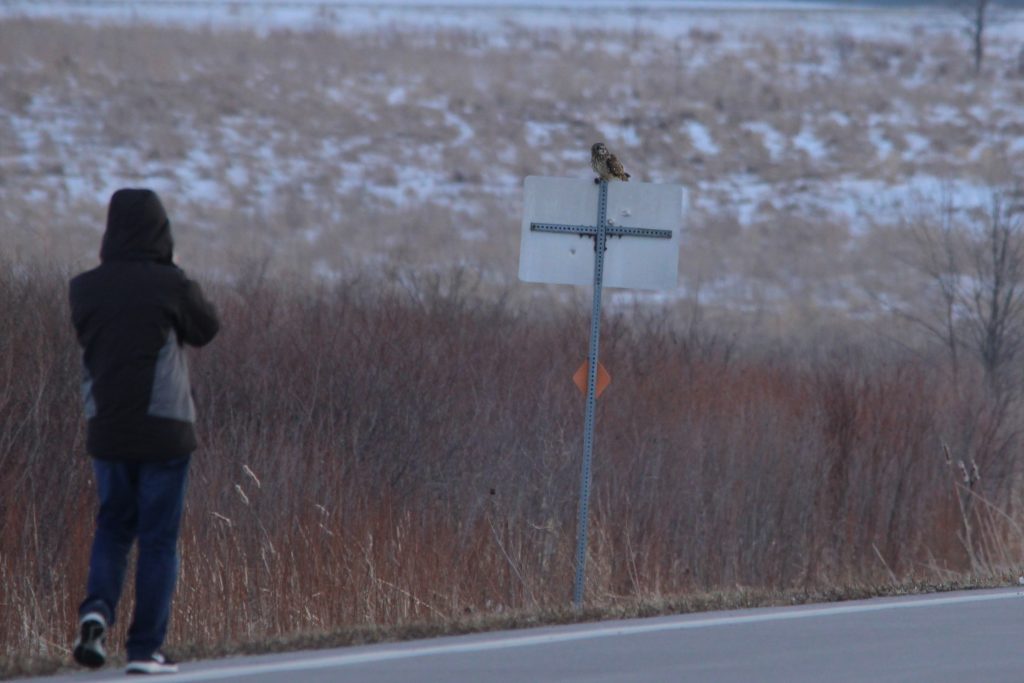 Josh Short-eared Owl